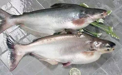 1575508965896374.jpg 進(jìn)口水產(chǎn)品報(bào)關(guān)