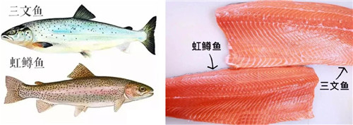 1576028414209206.jpg 上海進(jìn)口水產(chǎn)品報關(guān)