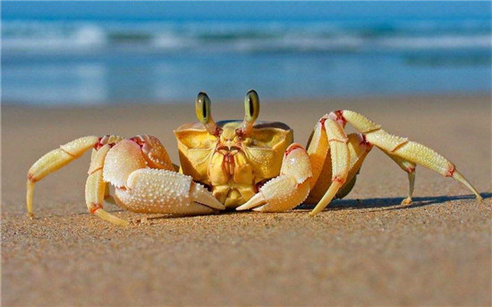 1583283330102826.jpg 進口鮮活螃蟹報關(guān)清關(guān)