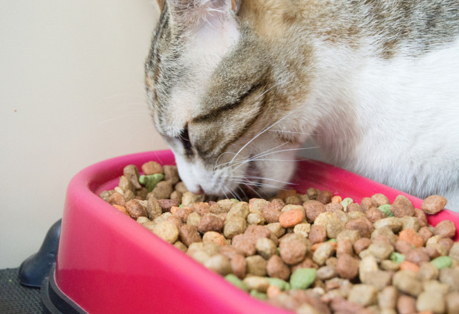 1595555011766283.jpg 寵物食品進(jìn)口報(bào)關(guān)行