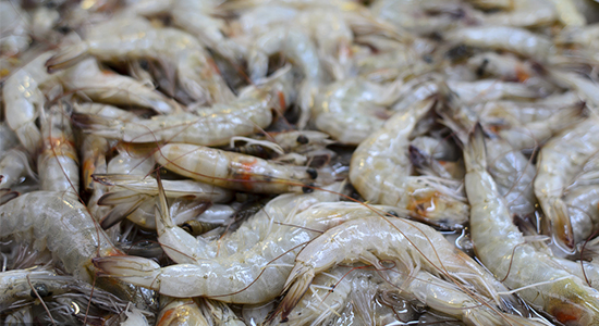 1601432069781121.jpg 厄瓜多爾白蝦進(jìn)口清關(guān)