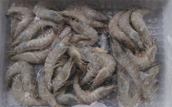 上海進口馬來西亞冷凍蝦報關(guān)所需費用有哪些 上海進口馬來西亞冷凍蝦報關(guān)