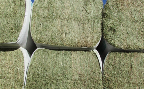 1603935580579307.jpg 苜蓿草進口報關.jpg