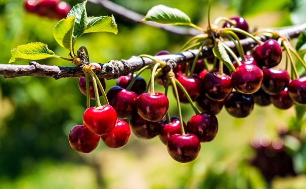 進口櫻桃報關申報流程是怎樣的? 進口櫻桃報關