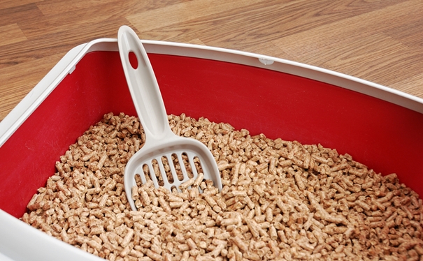 1611831971429599.jpg 進(jìn)口貓砂報(bào)關(guān)代理