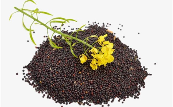 一般貿(mào)易進(jìn)口油菜籽清關(guān)代理的流程 進(jìn)口油菜籽清關(guān)代理