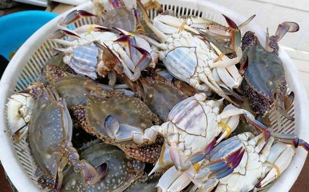 冷凍蟹進口報關(guān)