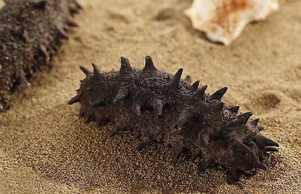 1635849381457769.jpg 進口海參報關代理要注意哪些事項_副本.jpg