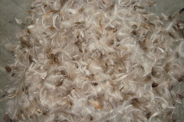 1639623341873747.jpg 越南鴨毛進口報關(guān)沒有你想象得那么復雜_副本.jpg