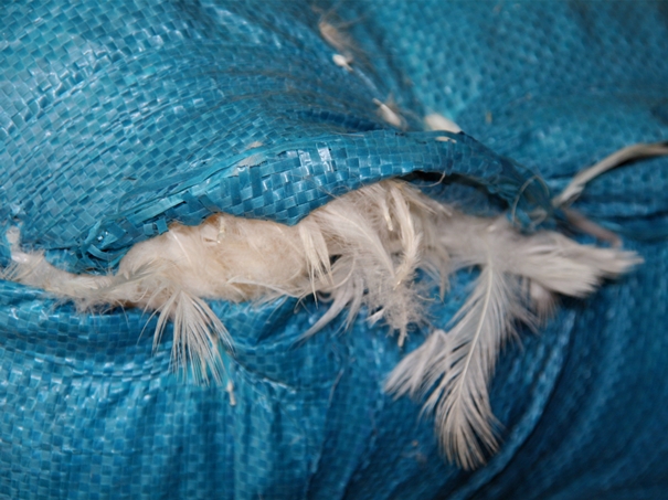 1639623575526892.jpg 越南鴨毛進口報關(guān)沒有你想象得那么復雜_副本.jpg