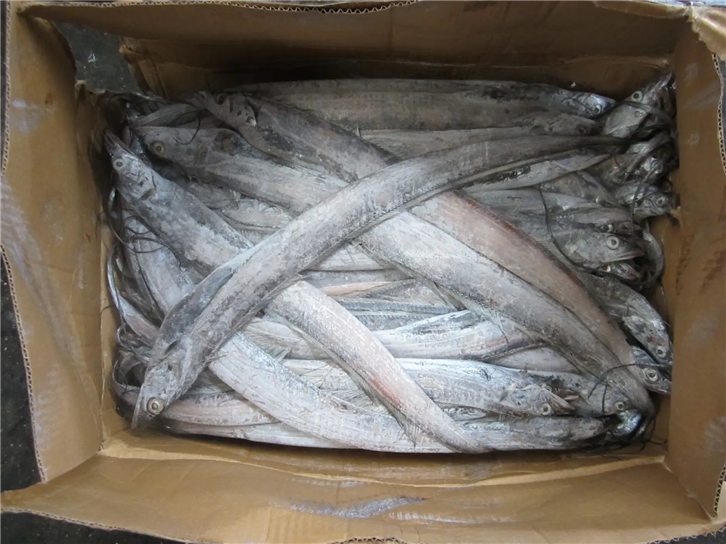 1651834634941958.png 冷凍帶魚(yú)清關(guān)公司 (2)_副本.png