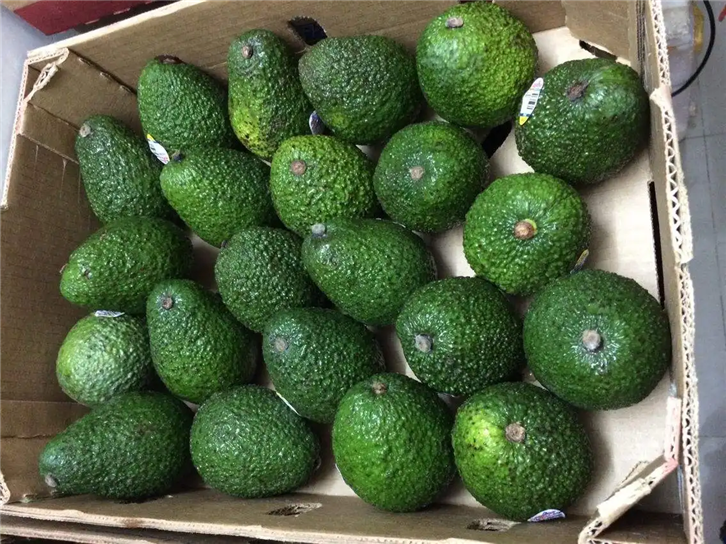 1656066377981146.png 進口菲律賓牛油果報關.png