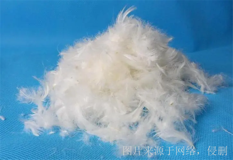 1676974503898014.png 廣西貴港鴨毛進(jìn)口報關(guān).png