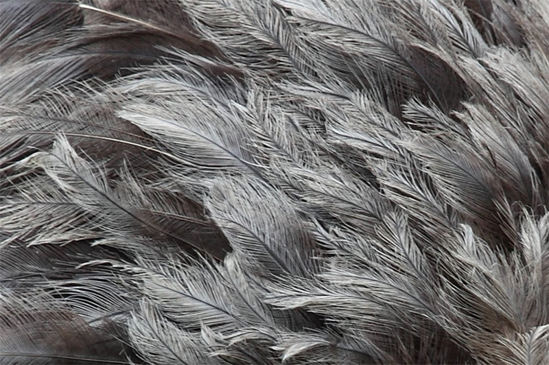 1677579765422800.jpg 鴕鳥(niǎo)毛進(jìn)口廣西清關(guān)代理流程.jpg