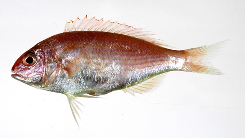 日本冷凍金線魚(yú)進(jìn)口報(bào)關(guān)流程 日本冷凍金線魚(yú)進(jìn)口報(bào)關(guān)流程